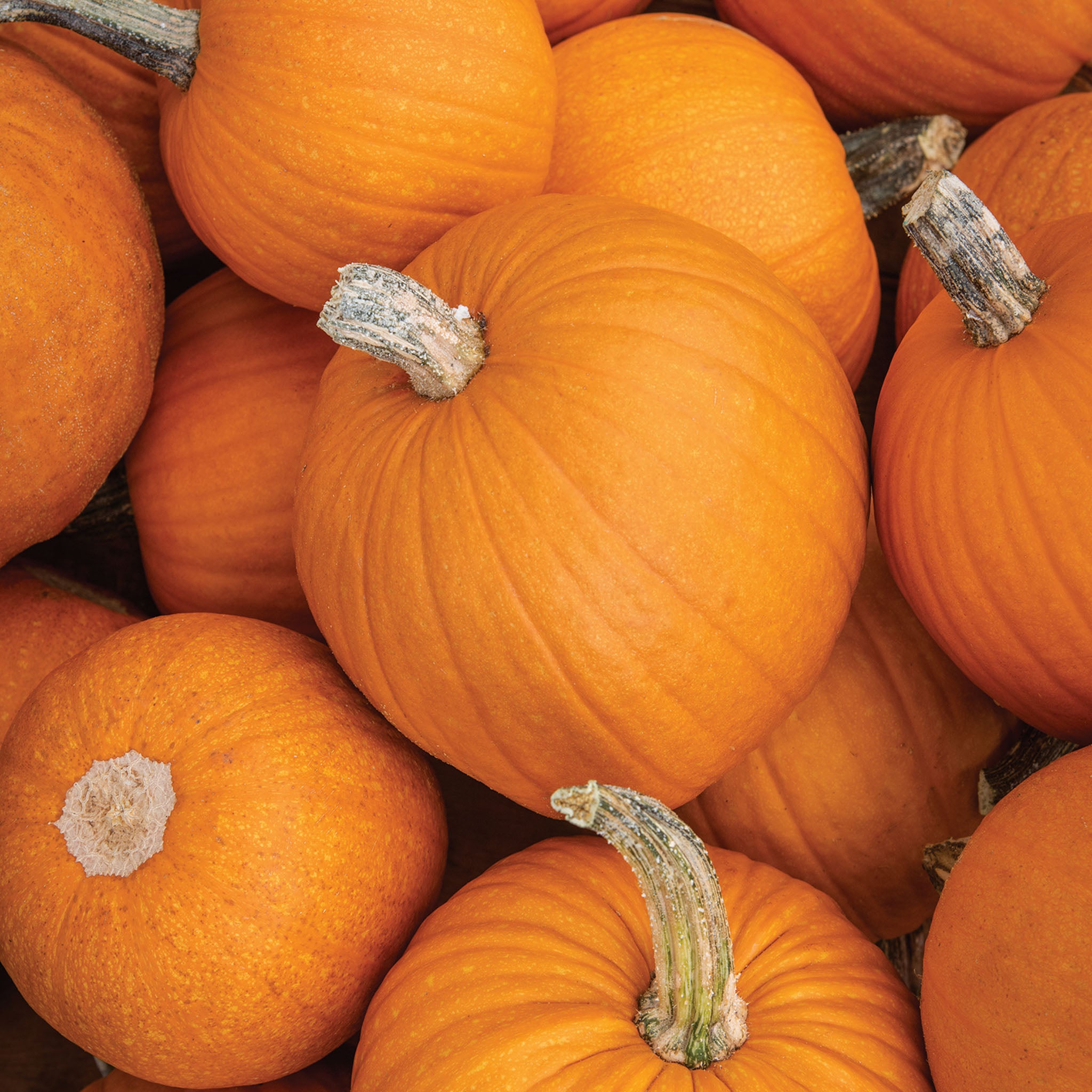 Small Sugar Pumpkin