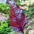 Bulls Blood Beet