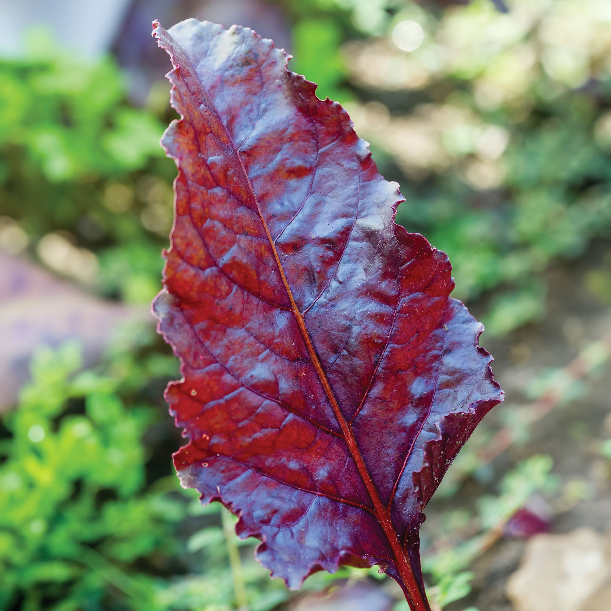 Bulls Blood Beet