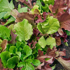 Salad Mix Mesclun