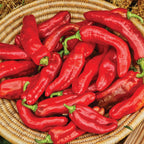 PeppiGrande Red Sweet Pepper