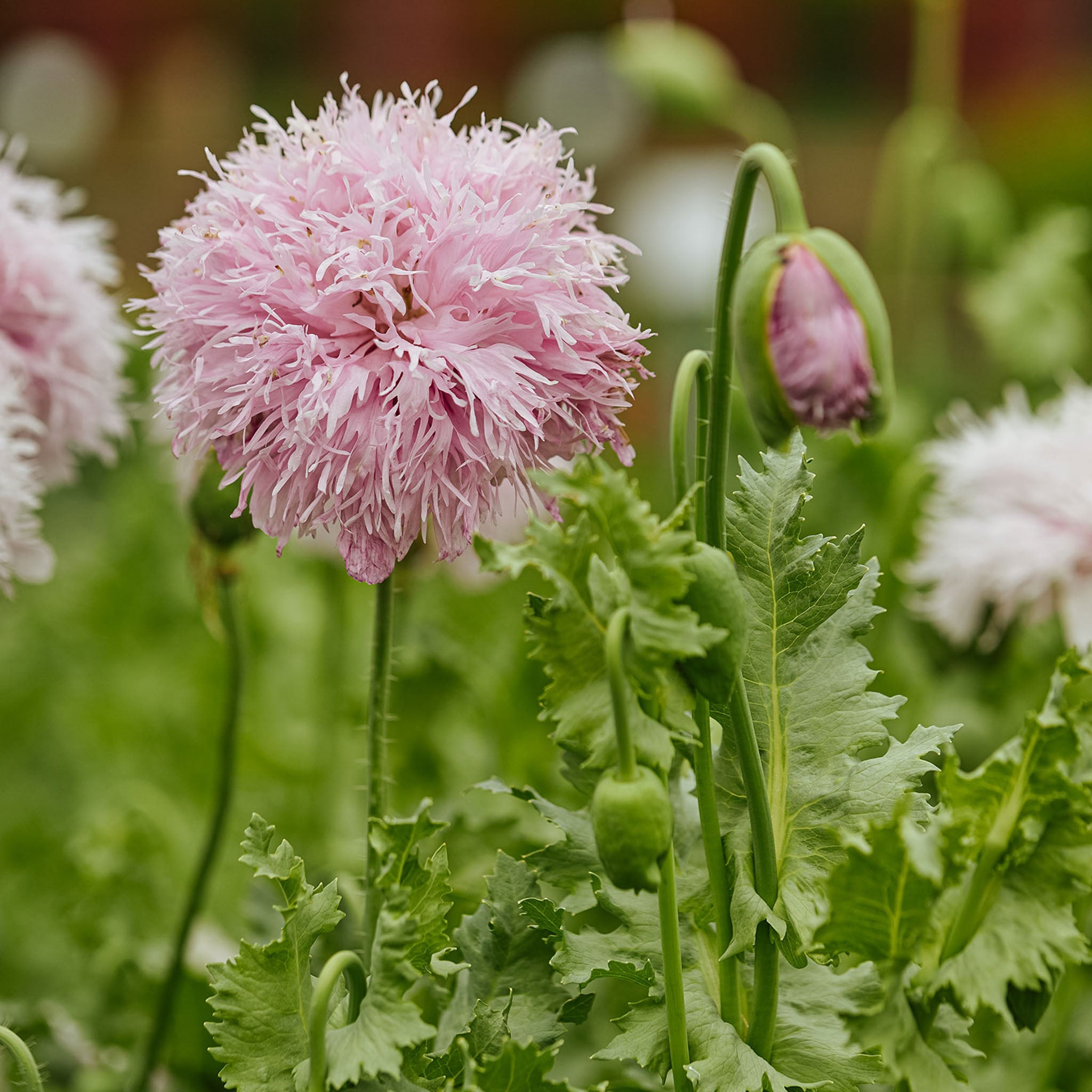Lilac Pom Pom Poppy