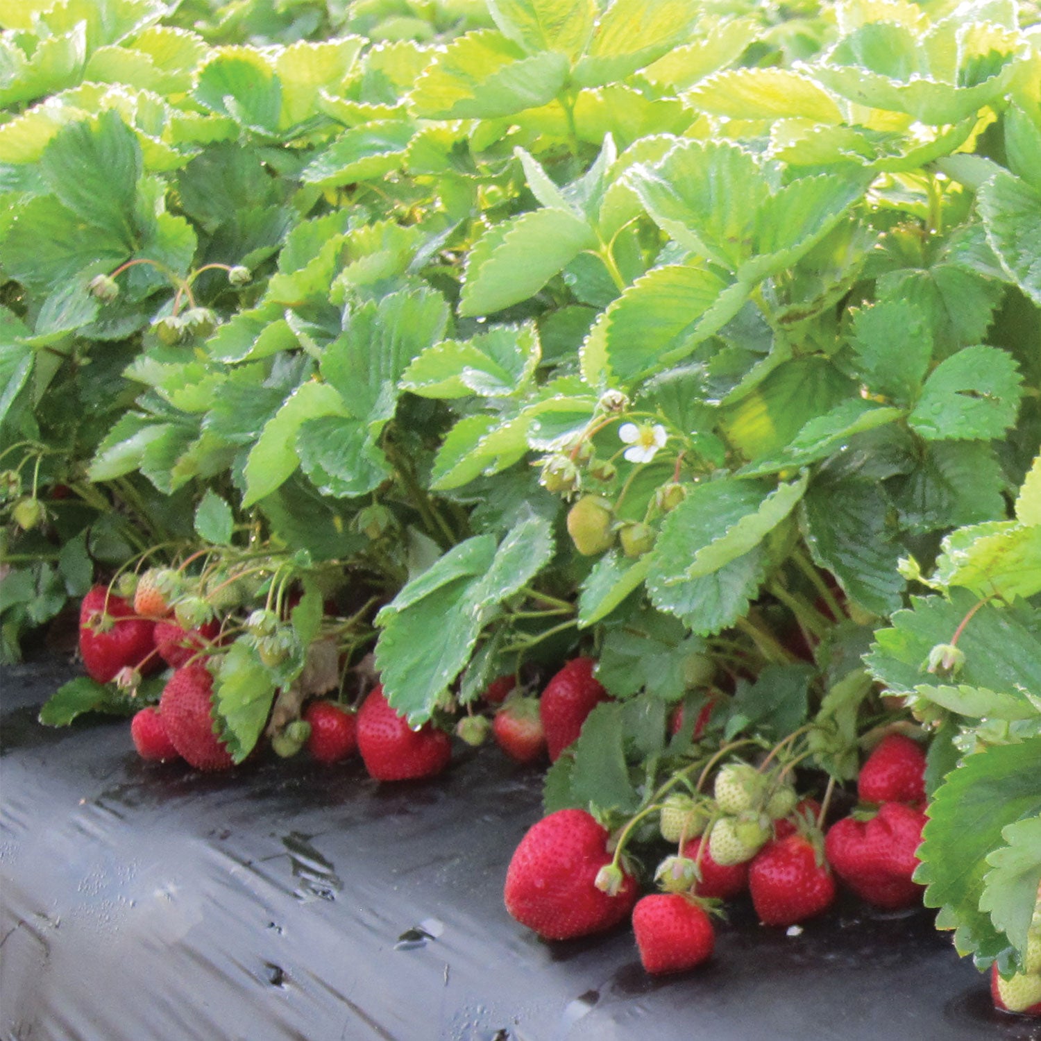 Flavorfest Strawberry Bare Roots