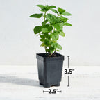 Spearmint Mint