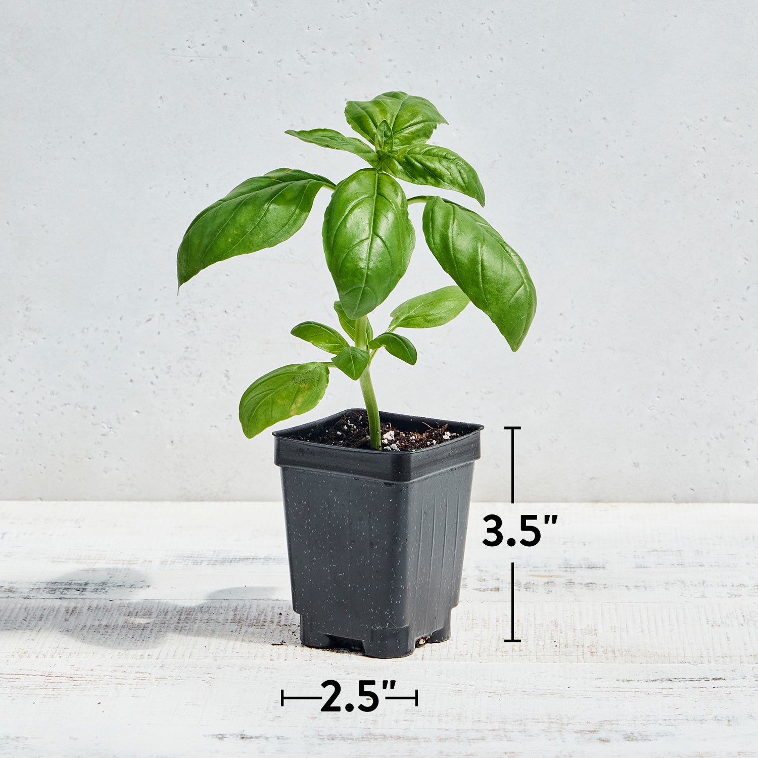 Summerlong Basil