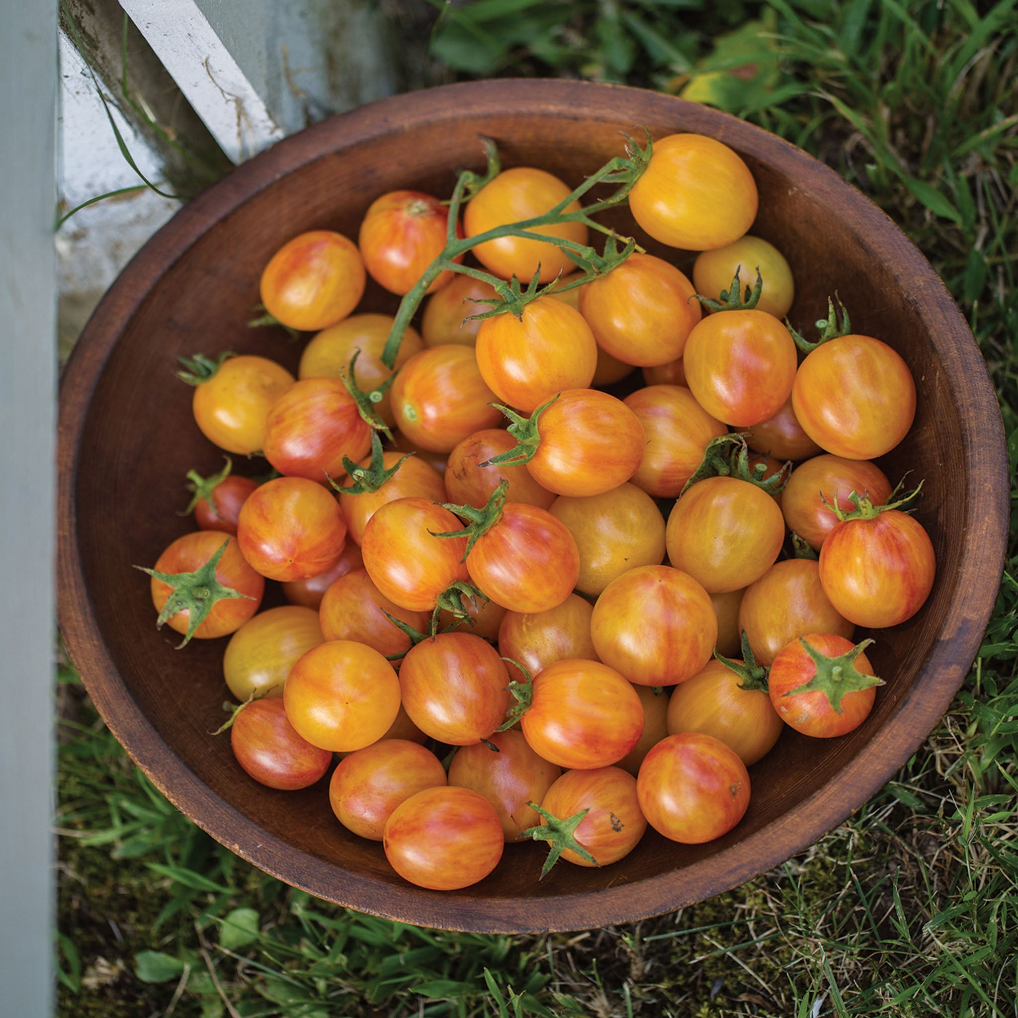 Sunrise Bumble Bee Tomato