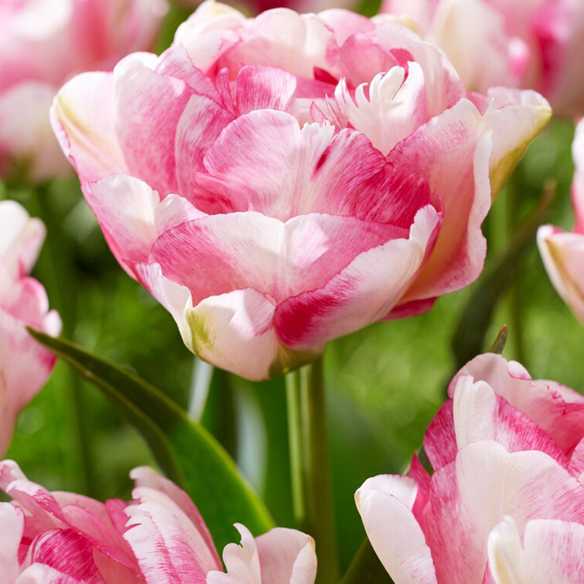 Double Shake Tulip Bulbs