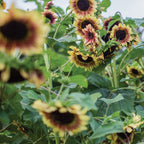 Candy Mountain Sunflower