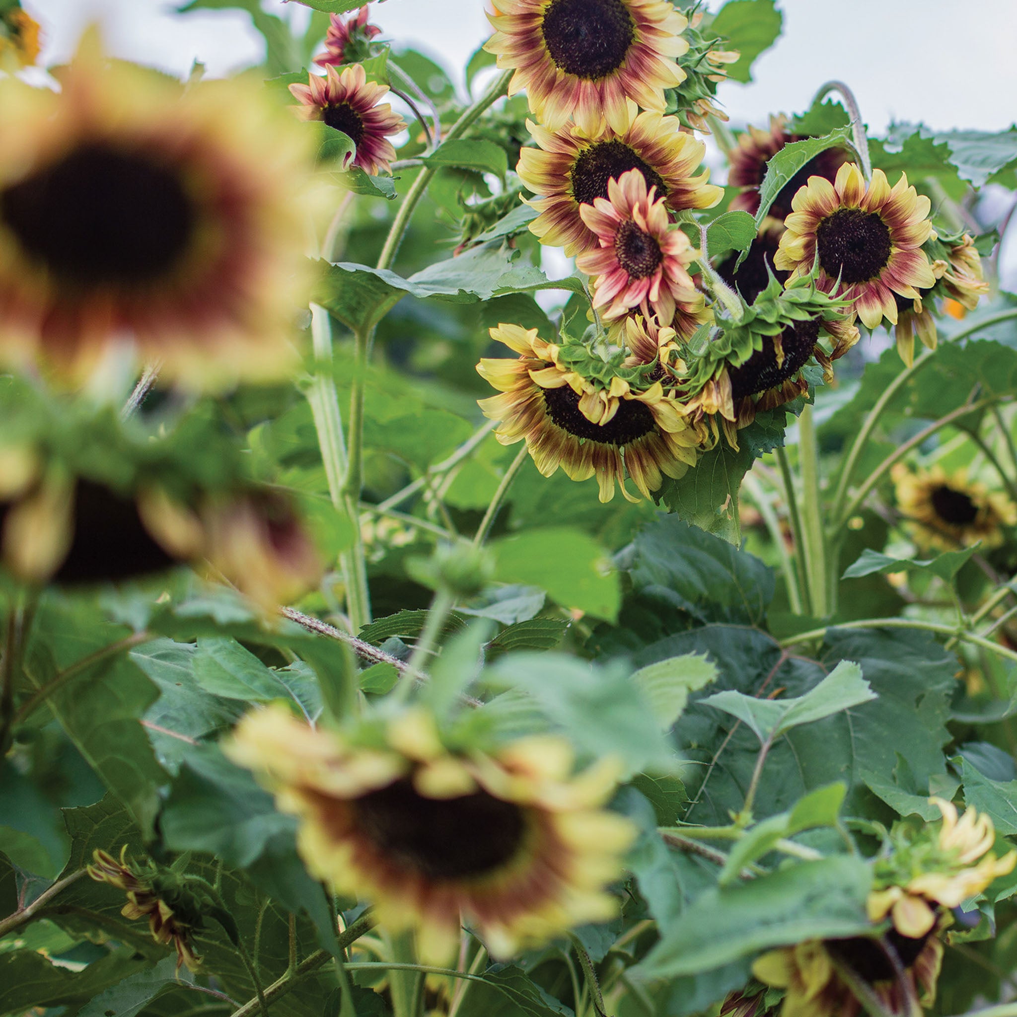 Candy Mountain Sunflower