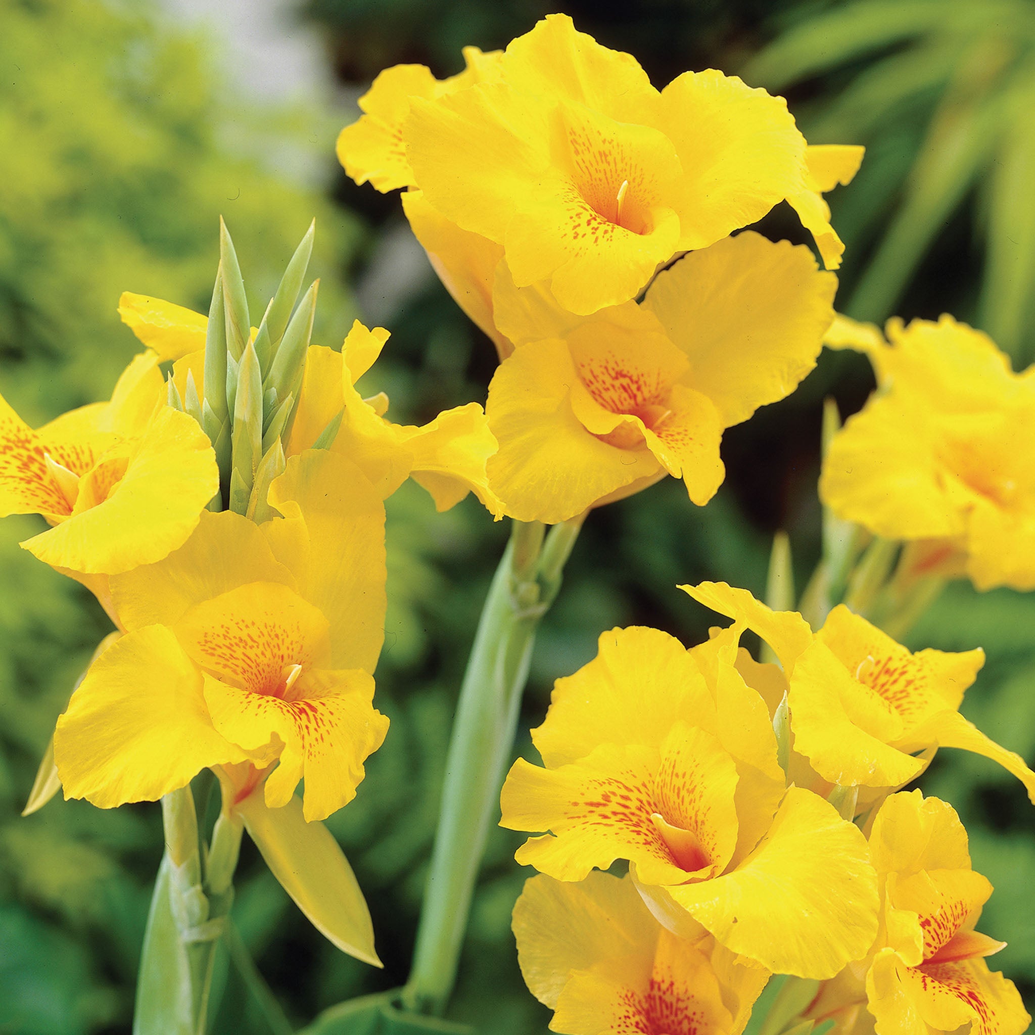 Yellow King Humbert Canna Bulbs