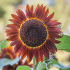 Chianti Sunflower