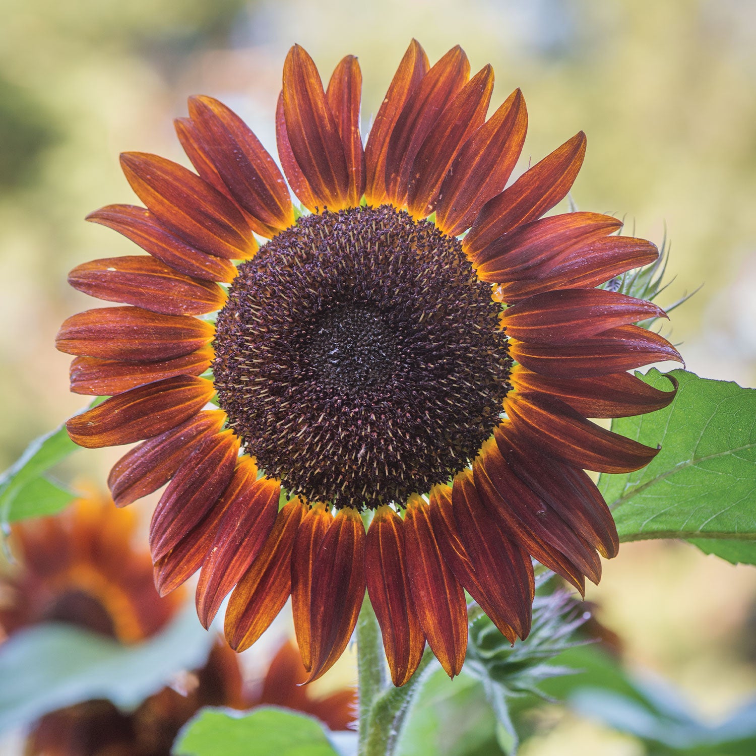 Chianti Sunflower
