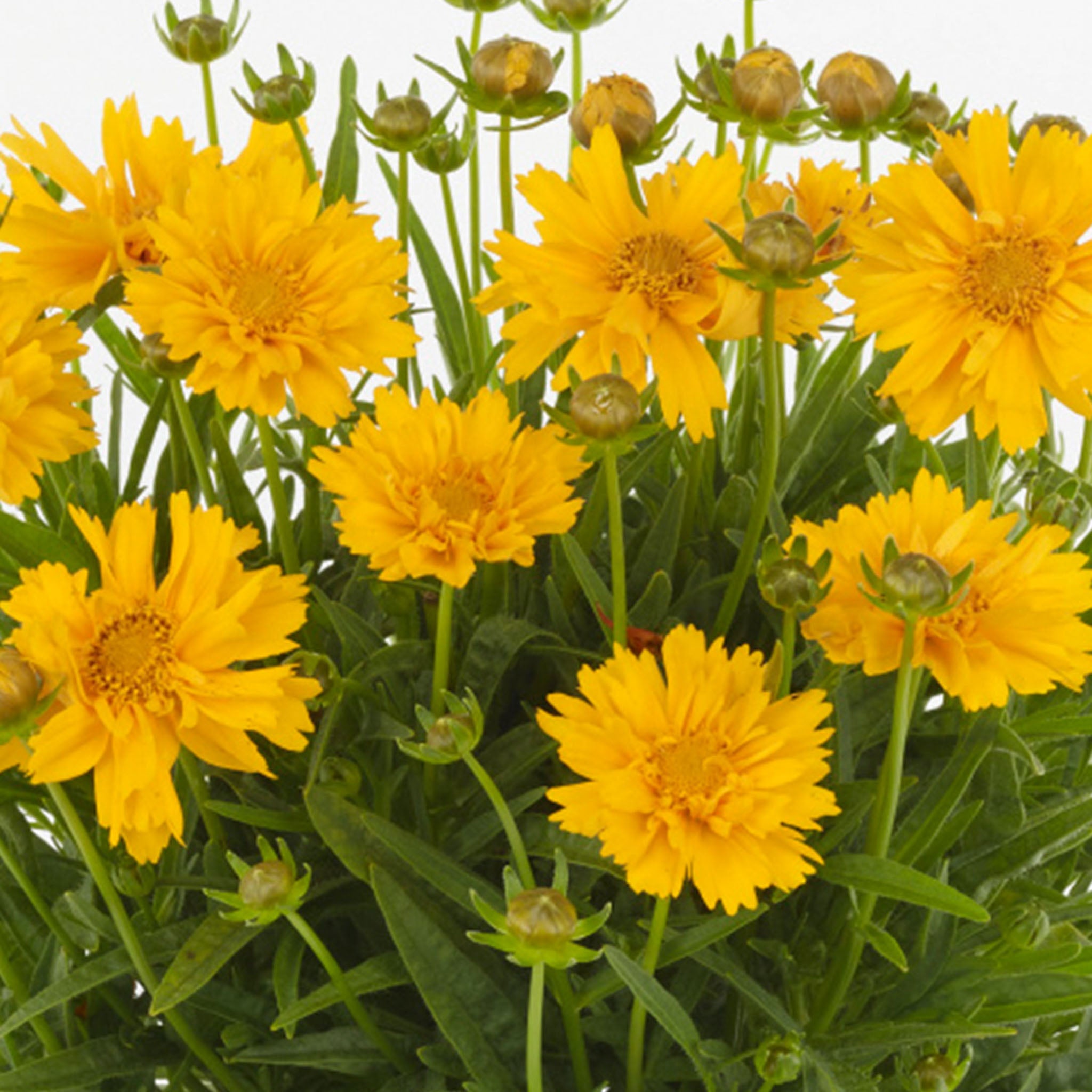 Double The Sun Coreopsis
