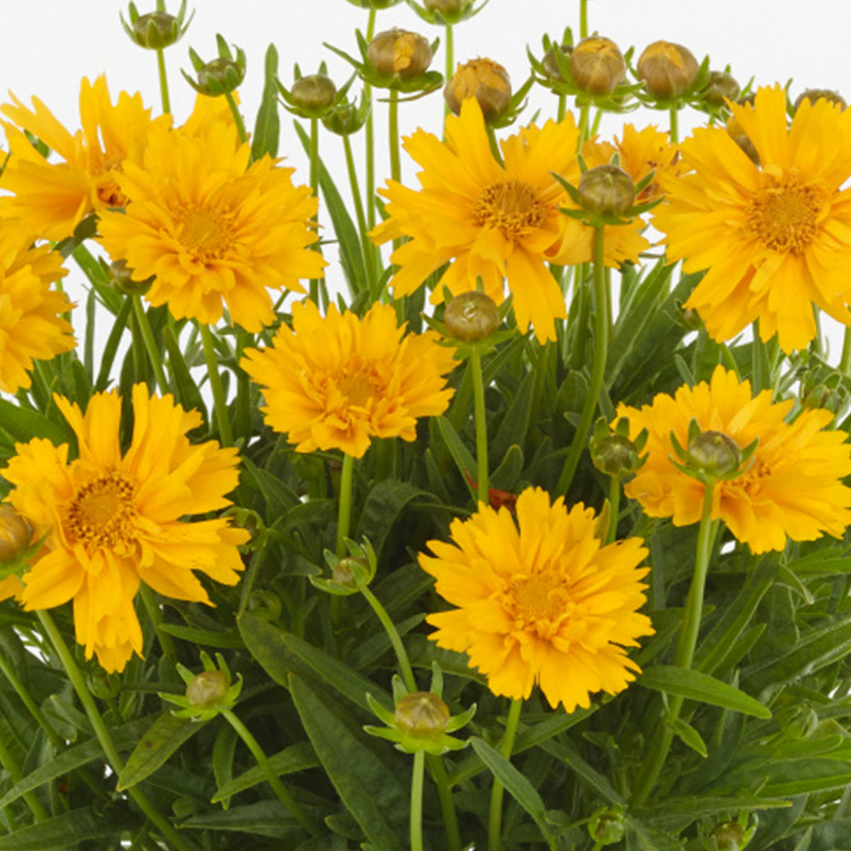 Double The Sun Coreopsis