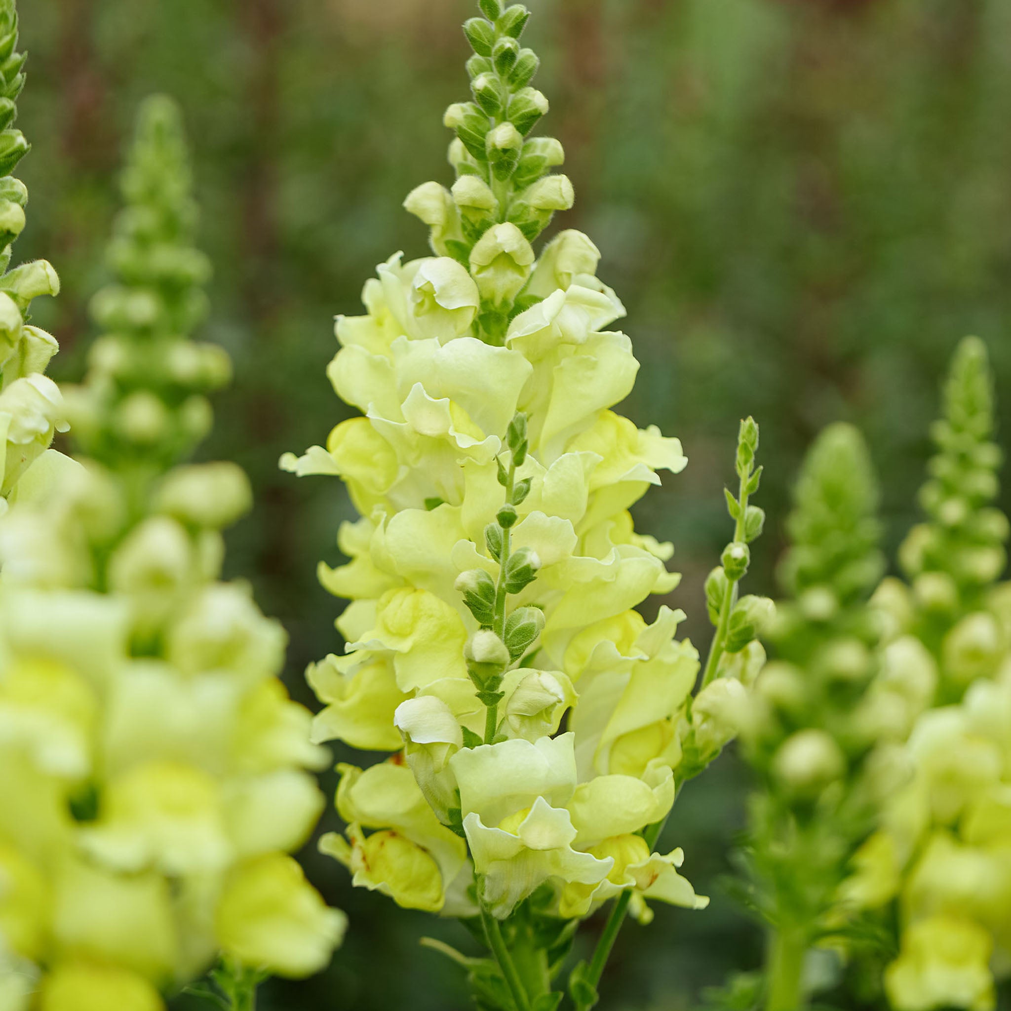 Opus™ Yellow Snapdragon