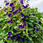 Royalty Morning Glory