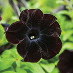 Black Cat Petunia