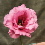 Balboa Rose Lisianthus