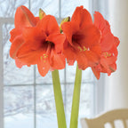 Naranja Amaryllis Bulb