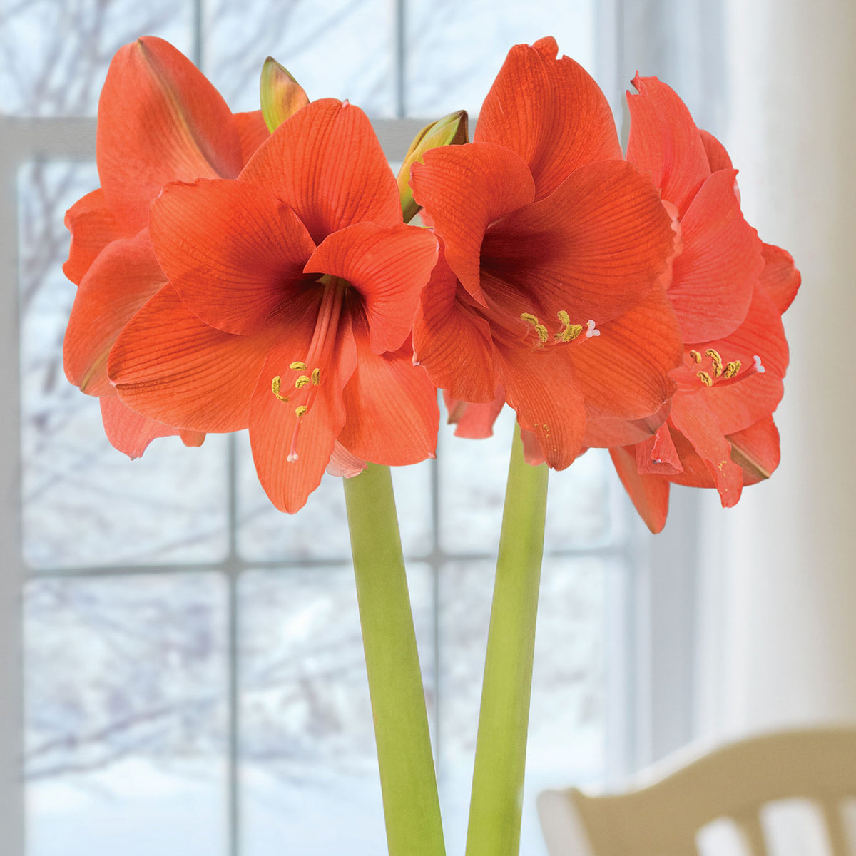 Naranja Amaryllis Bulb