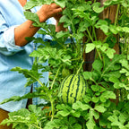 Mini-Me Watermelon