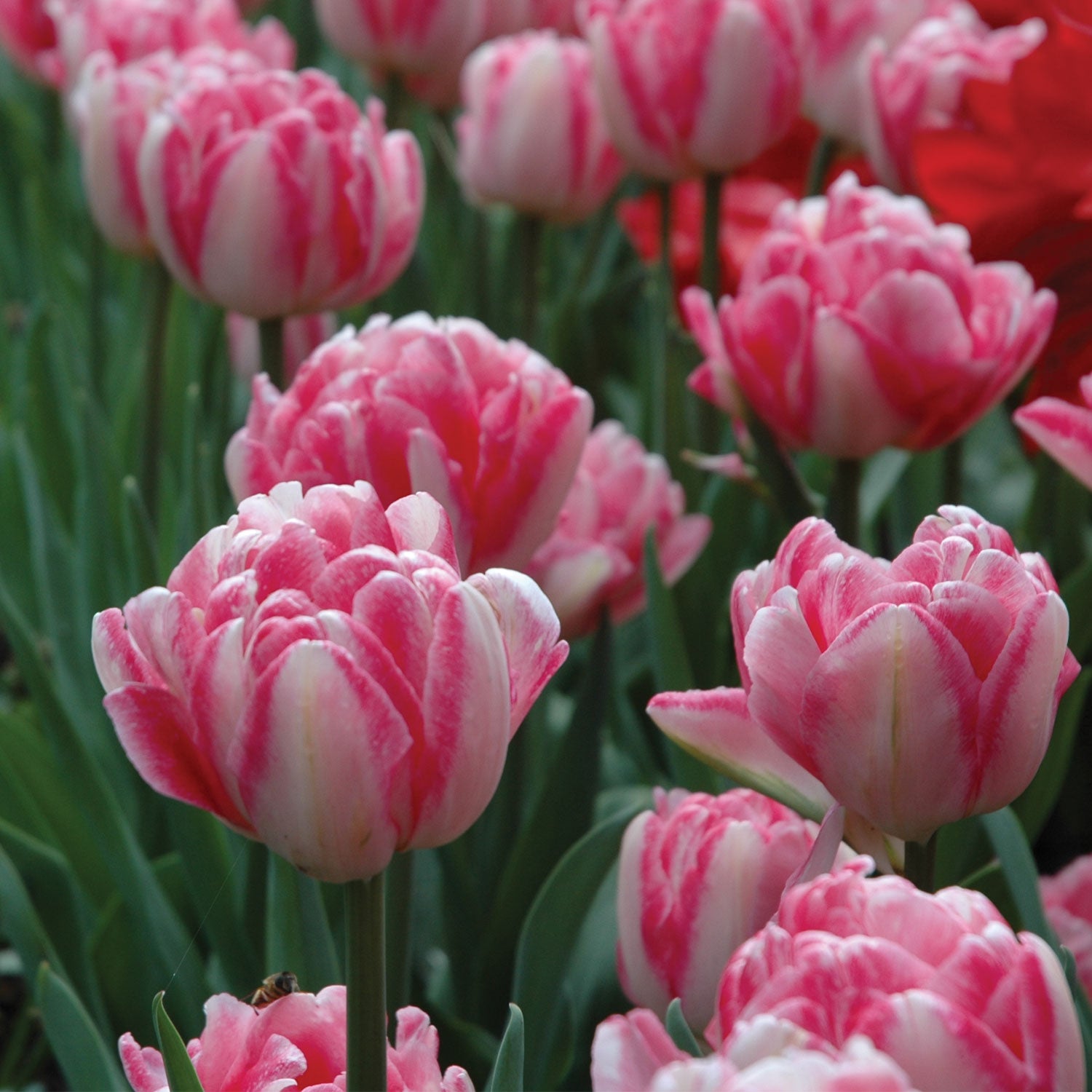 Foxtrot Tulip Bulbs