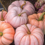 Porcelain Princess Pumpkin