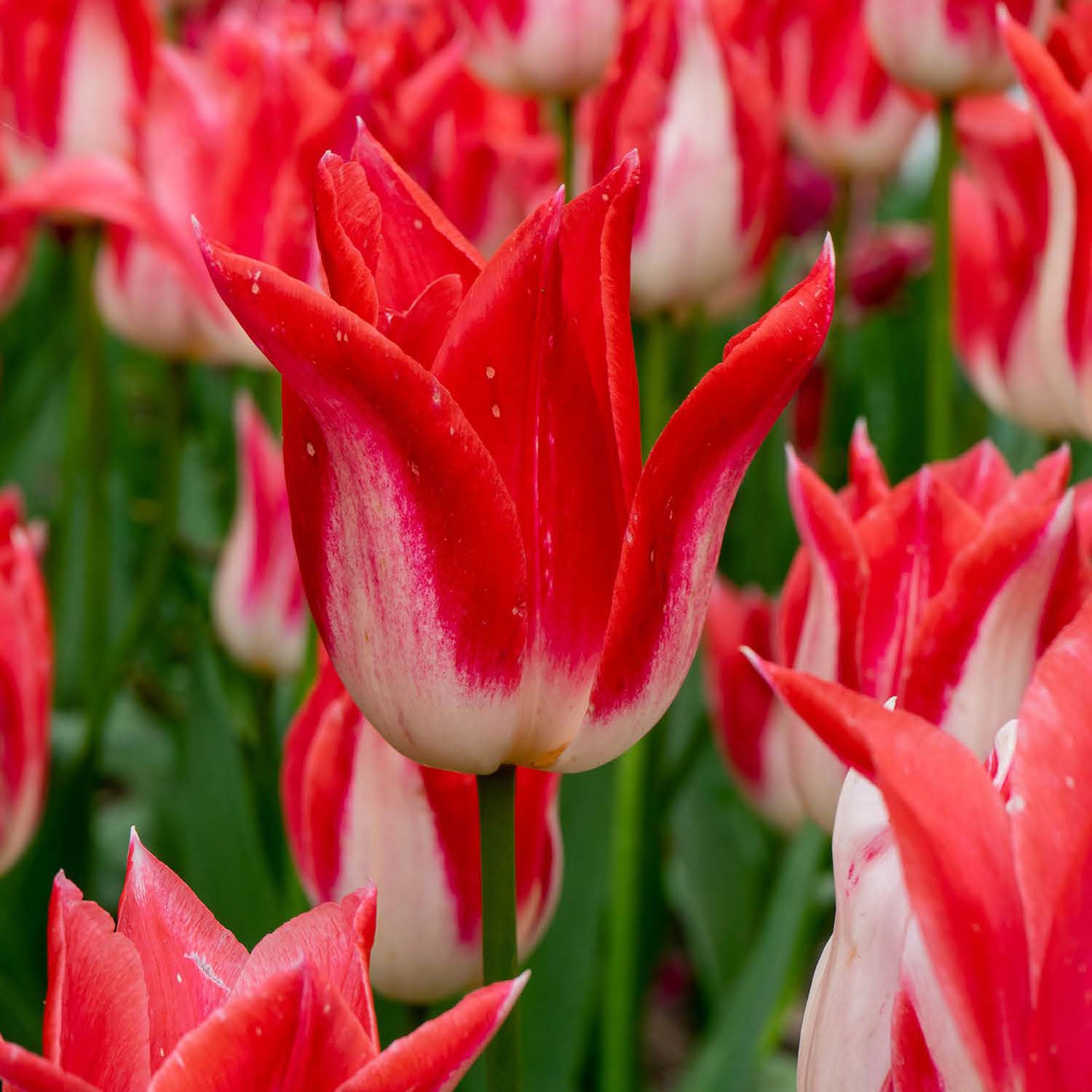 Strawberry Romanoff Tulip Bulbs