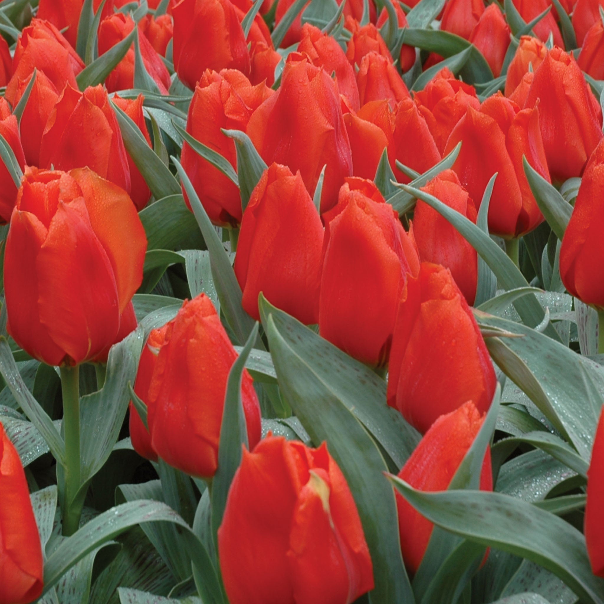 Giant Orange Sunrise Tulip Bulbs