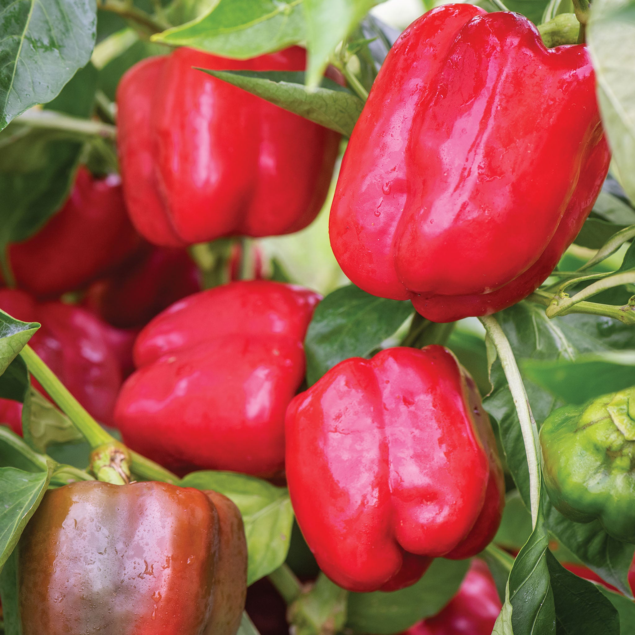 Cabernet Sweet Pepper