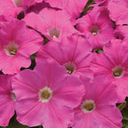 Pinkie Pop Petunia