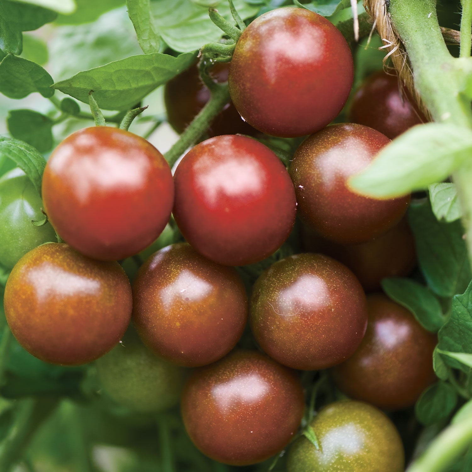 Black Pearl Tomato