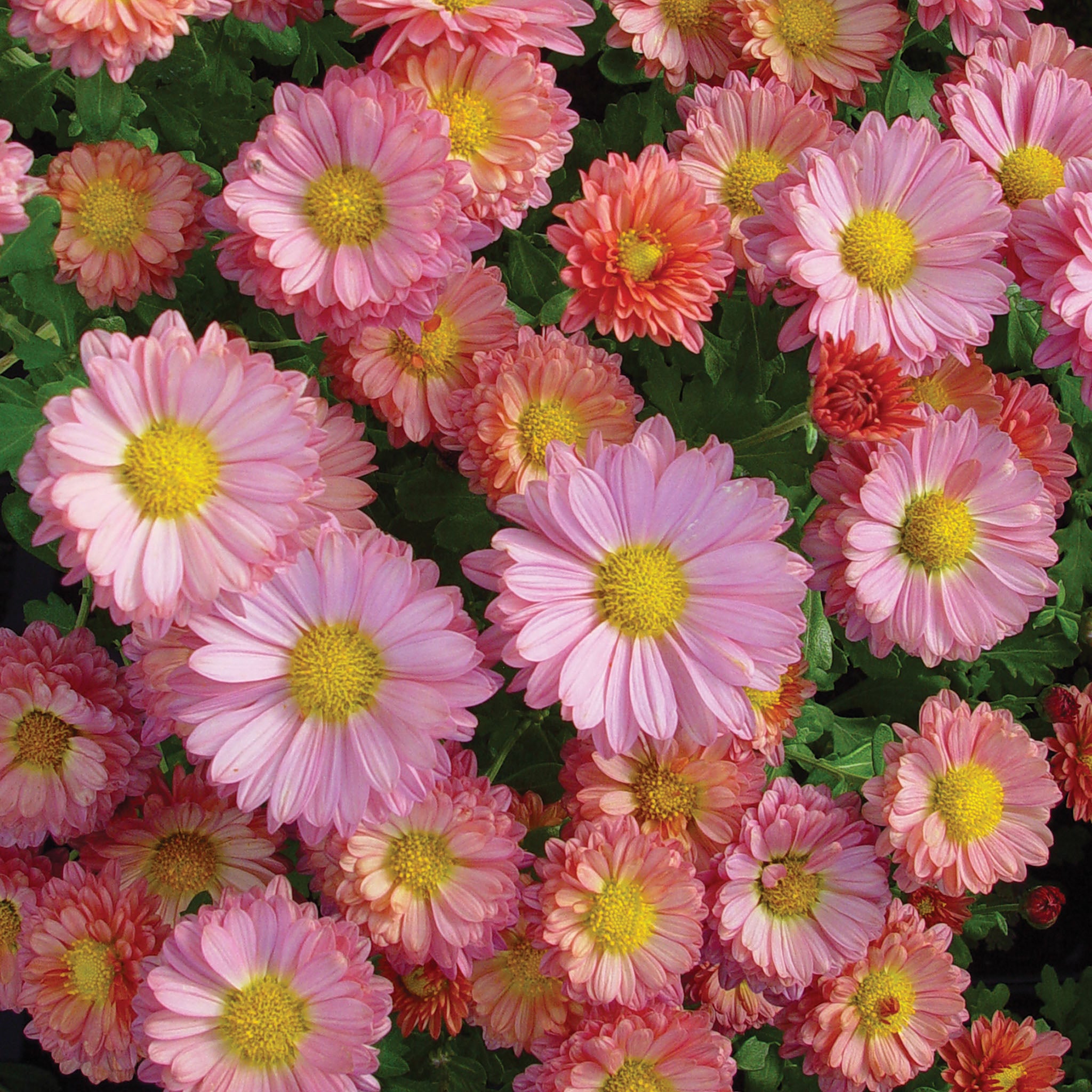 Mammoth Daisy Coral Garden Mum