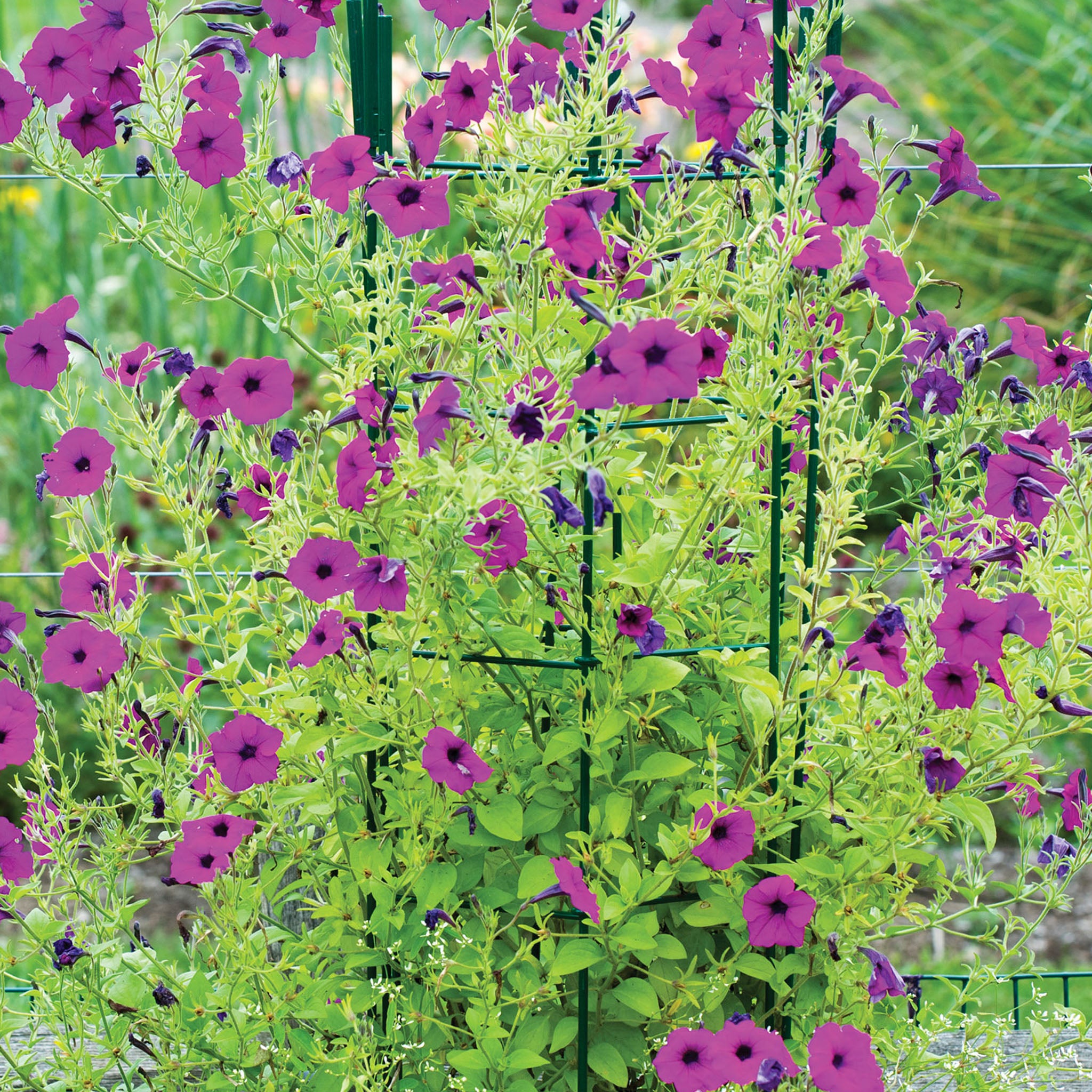 Tickled Pink Petunia