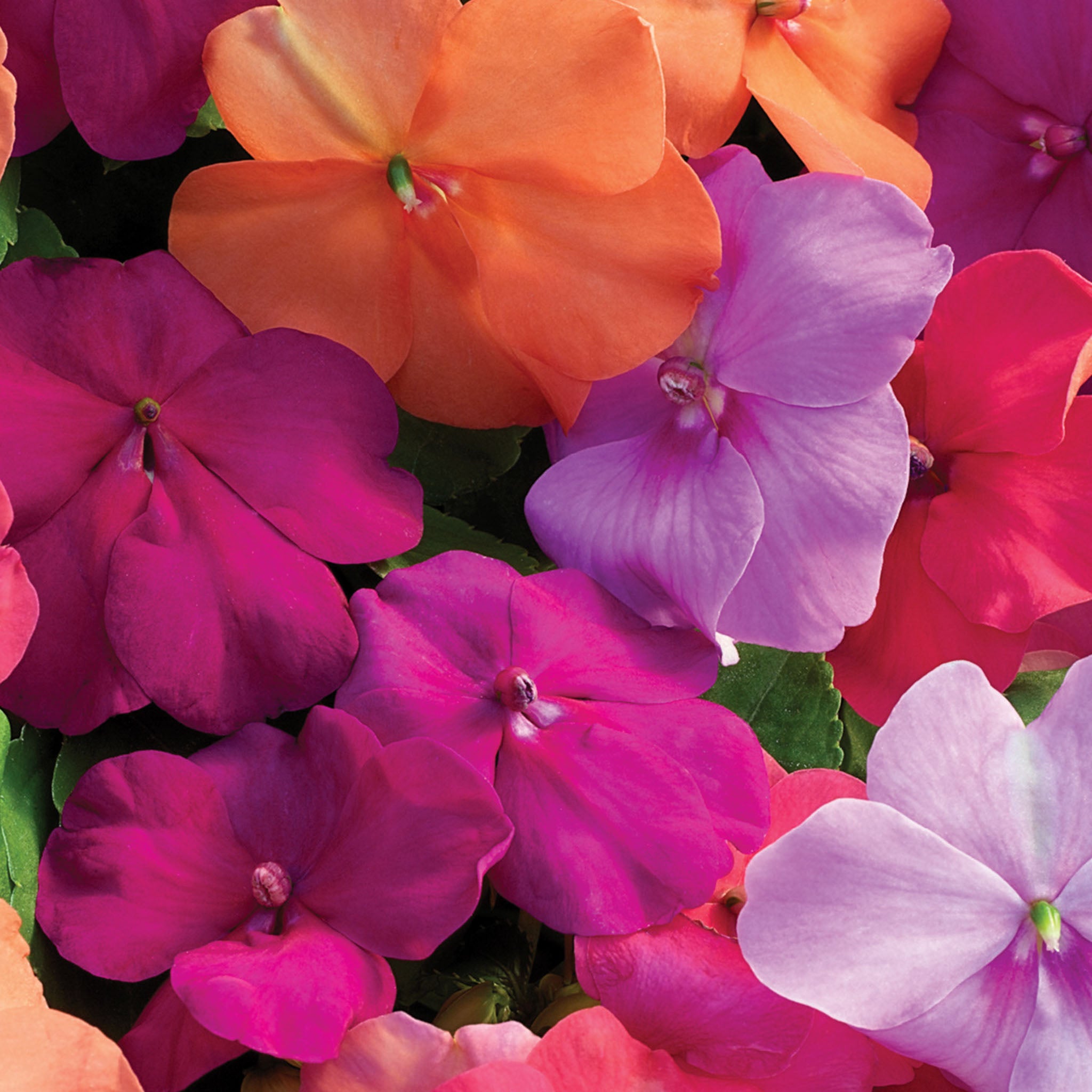 Candy Box Impatiens