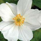 Anemone Hup. Honorine Jobert Bare Root