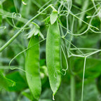 Snow Max Pea
