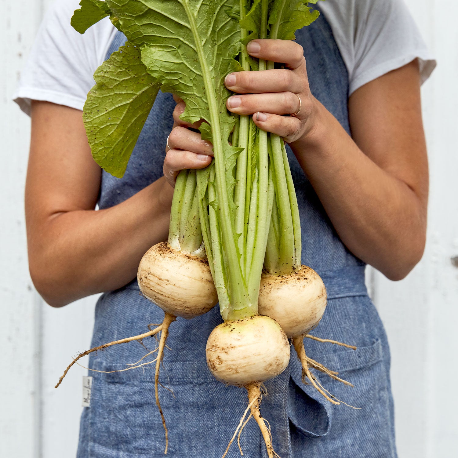 Golden Globe Organic Turnip