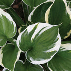 Minuteman Hosta Bare Roots