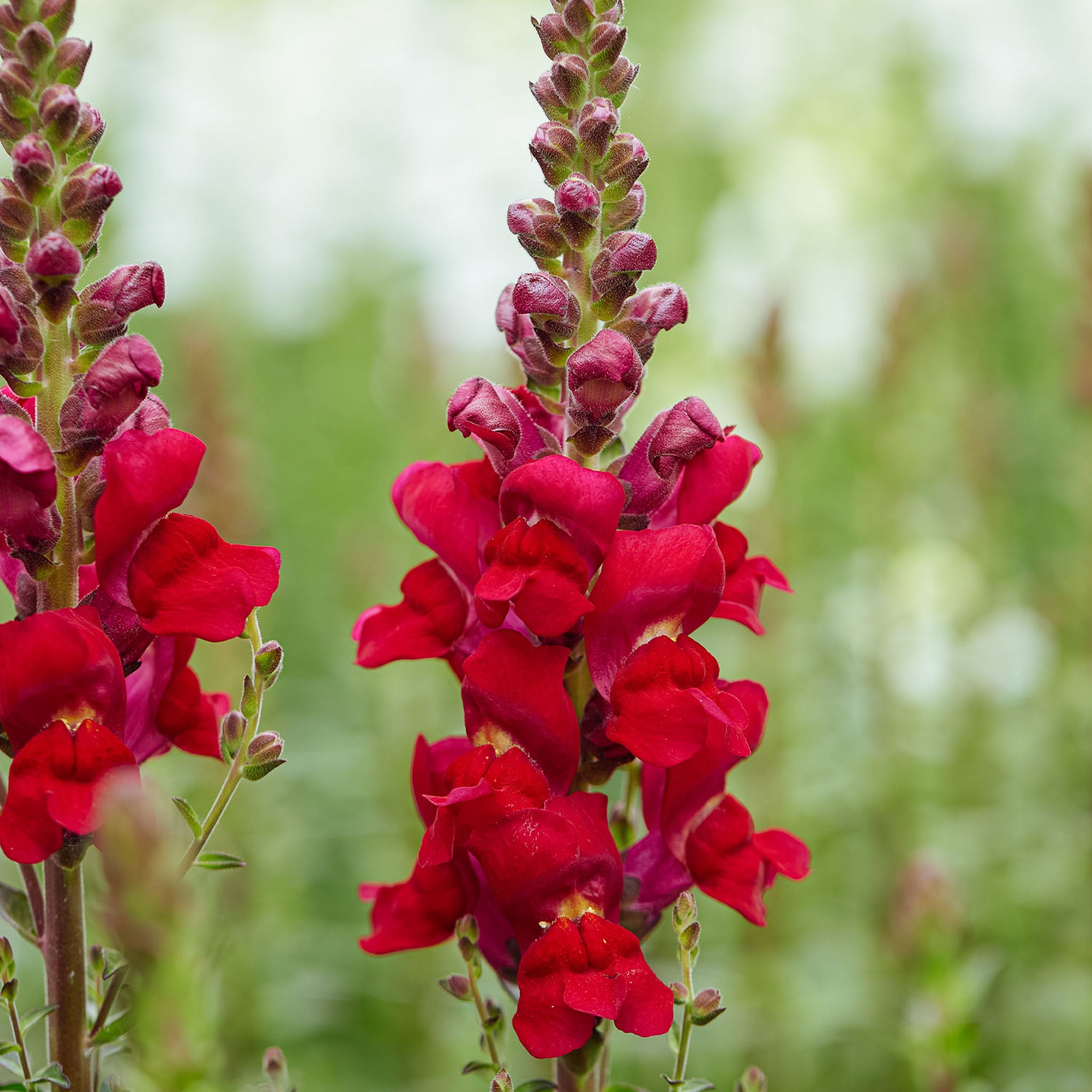 Opus™ Red Snapdragon