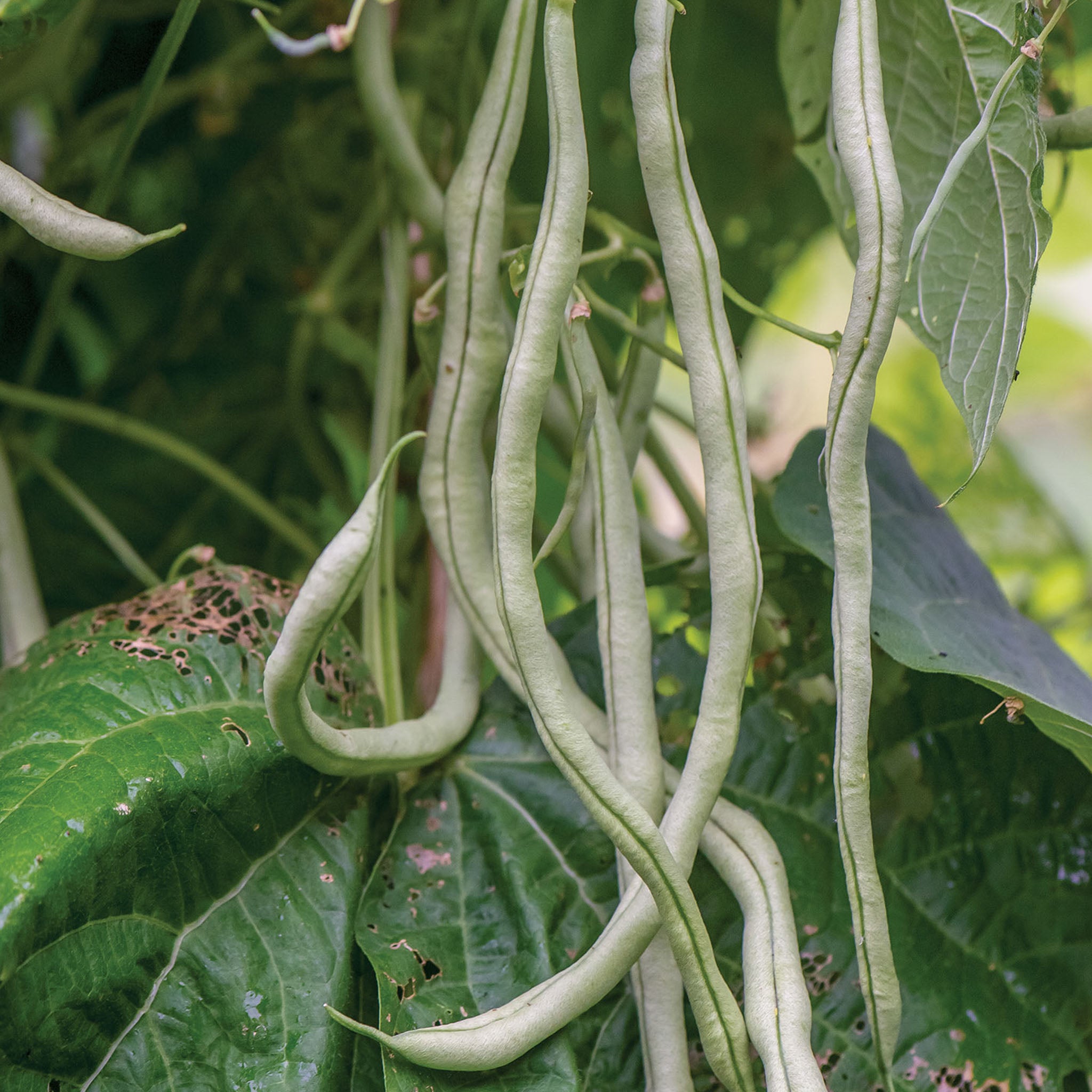 Fortex Pole Bean
