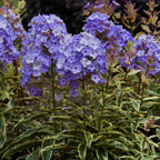 Olympus Phlox Bare Root