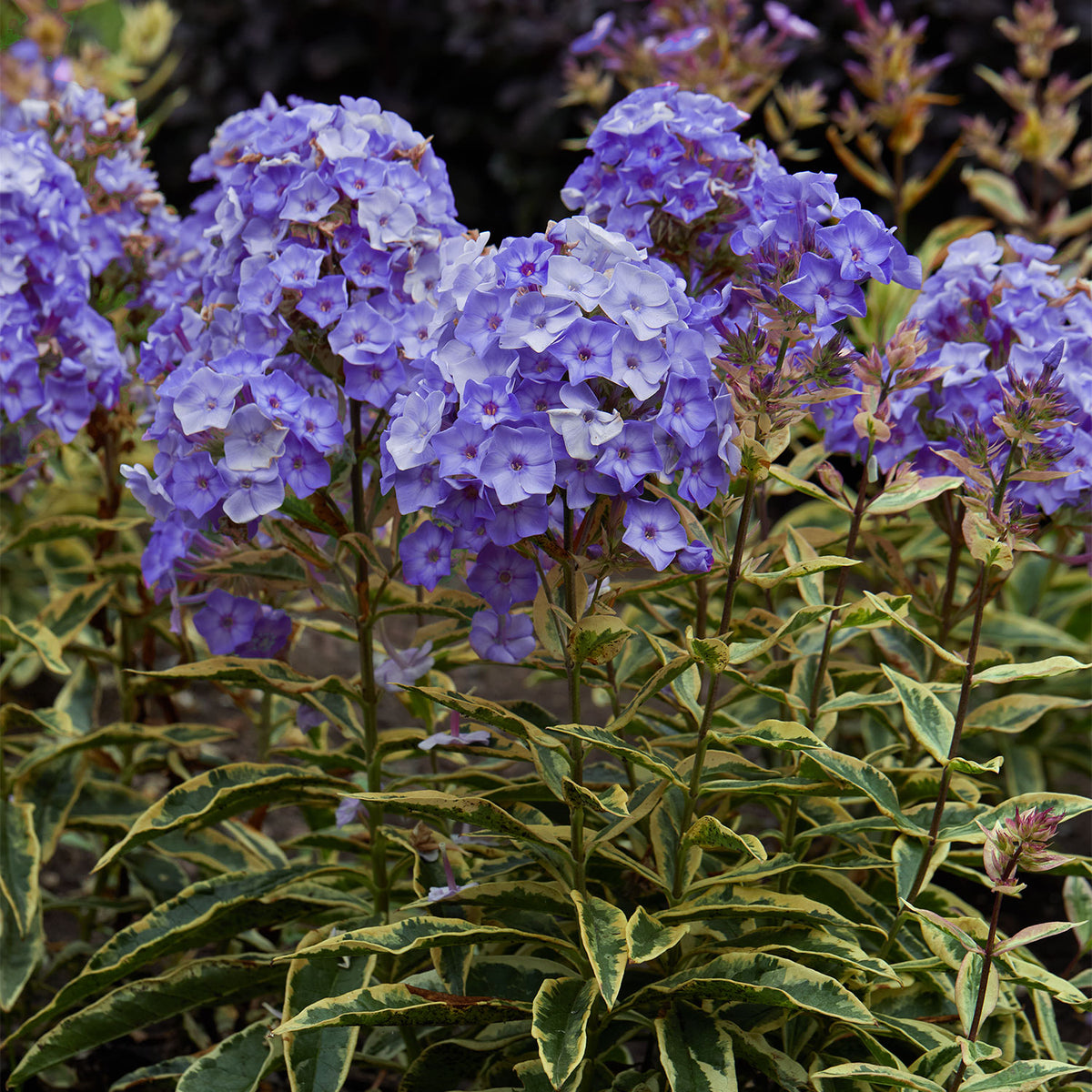 Olympus Phlox Bare Root
