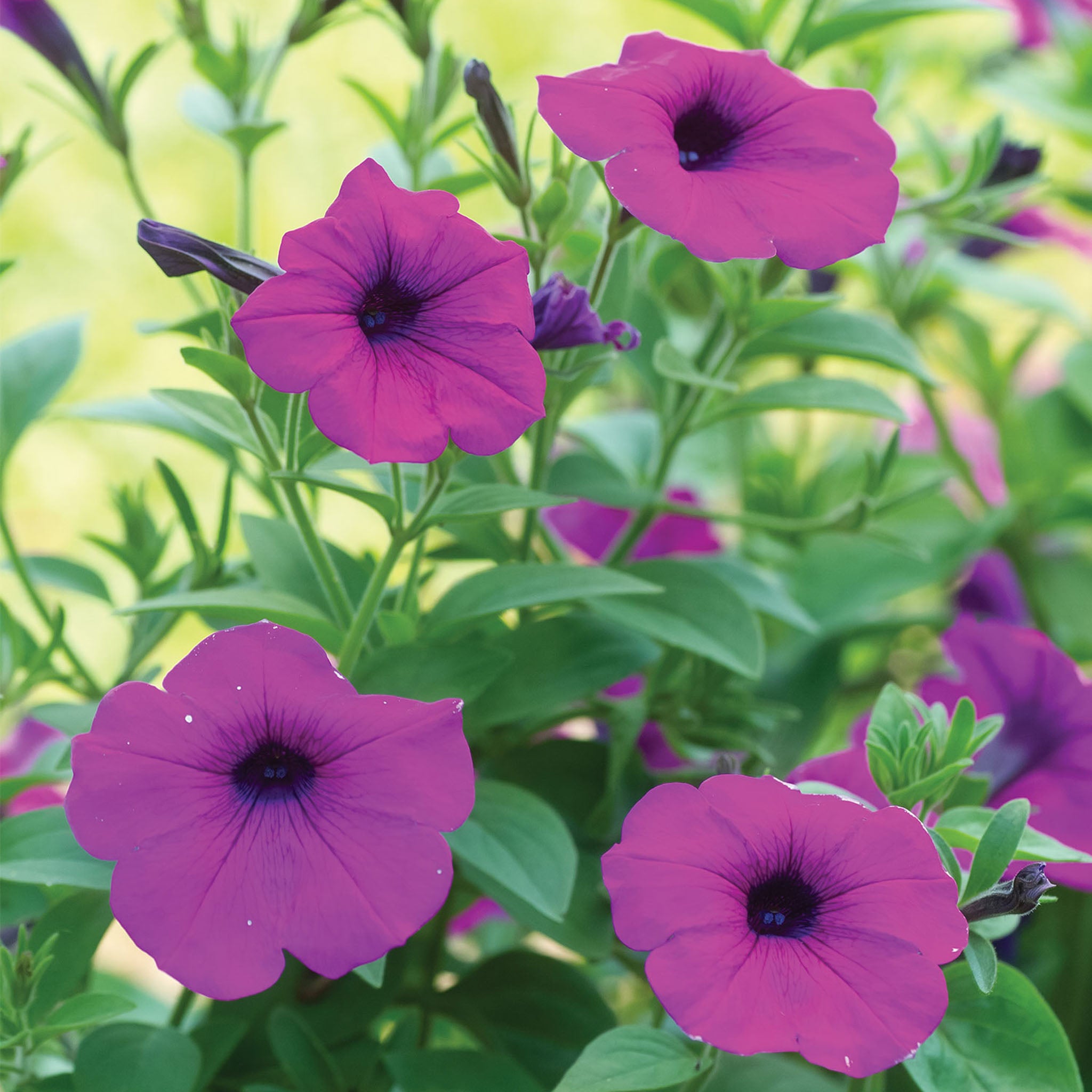 Tickled Pink Petunia