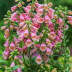 Arctic Fox Foxglove