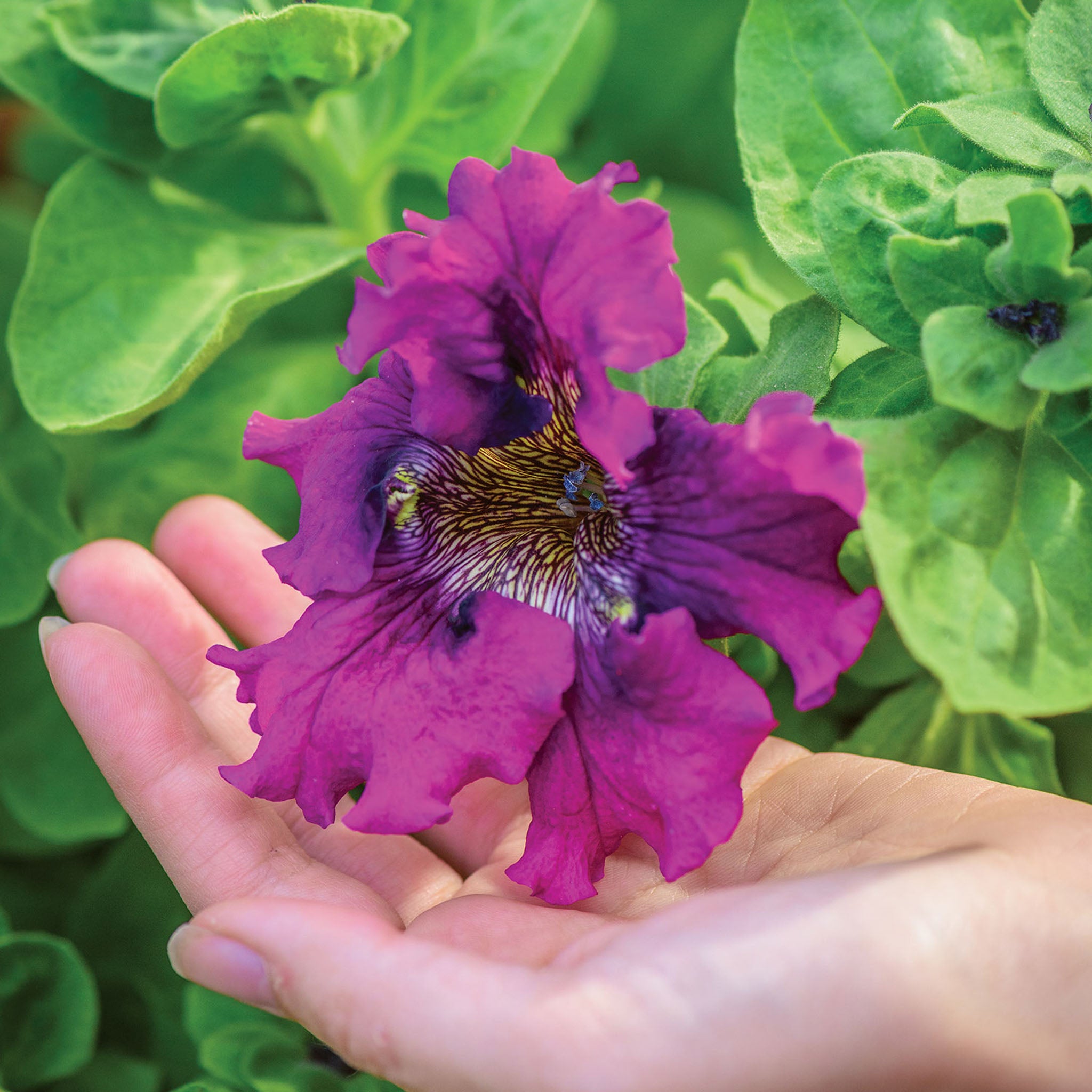 Spellbound Dark Purple Petunia