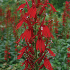 Cardinal Flower Lobelia