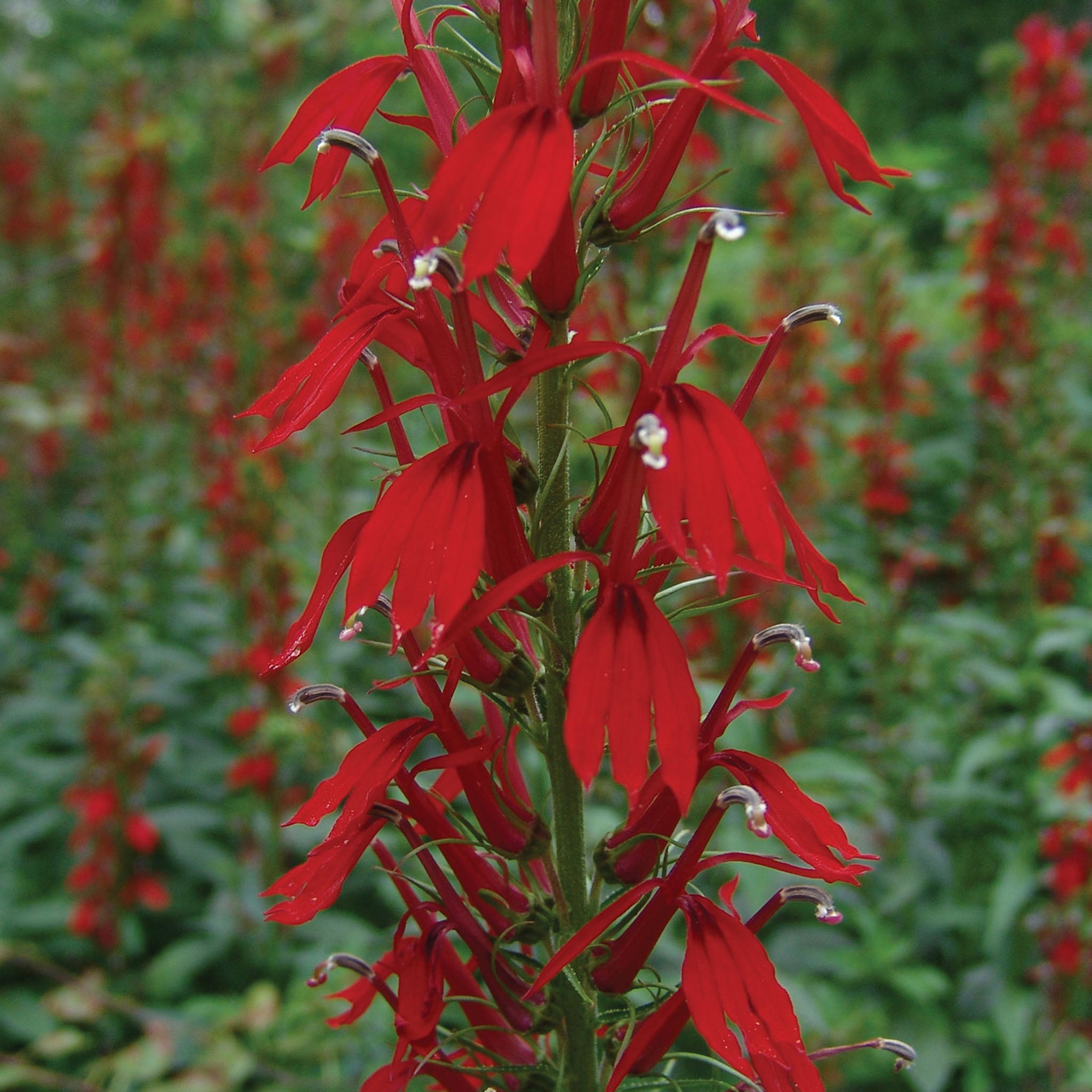 Cardinal Flower Lobelia