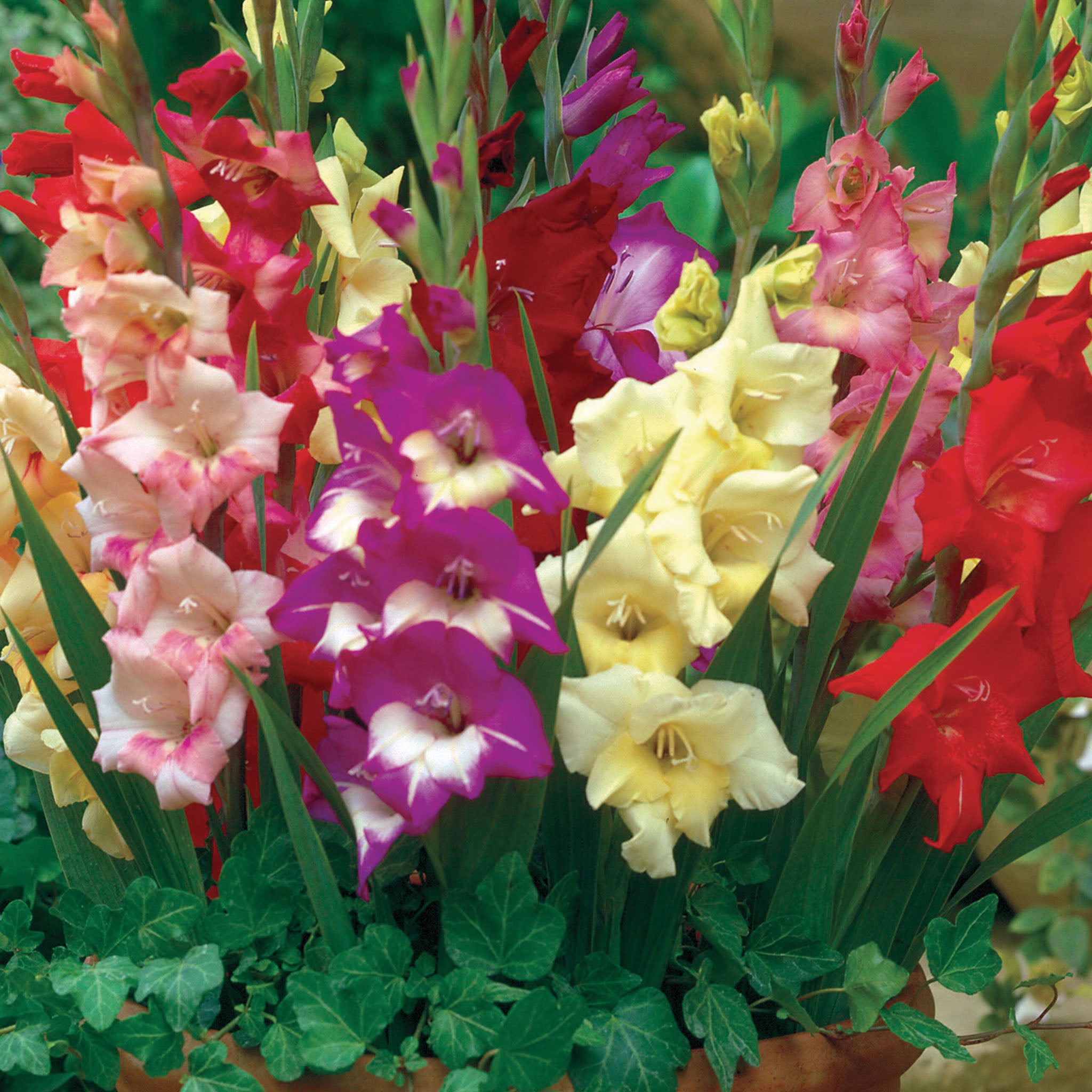 Glamini Mix Gladiolus Bulbs