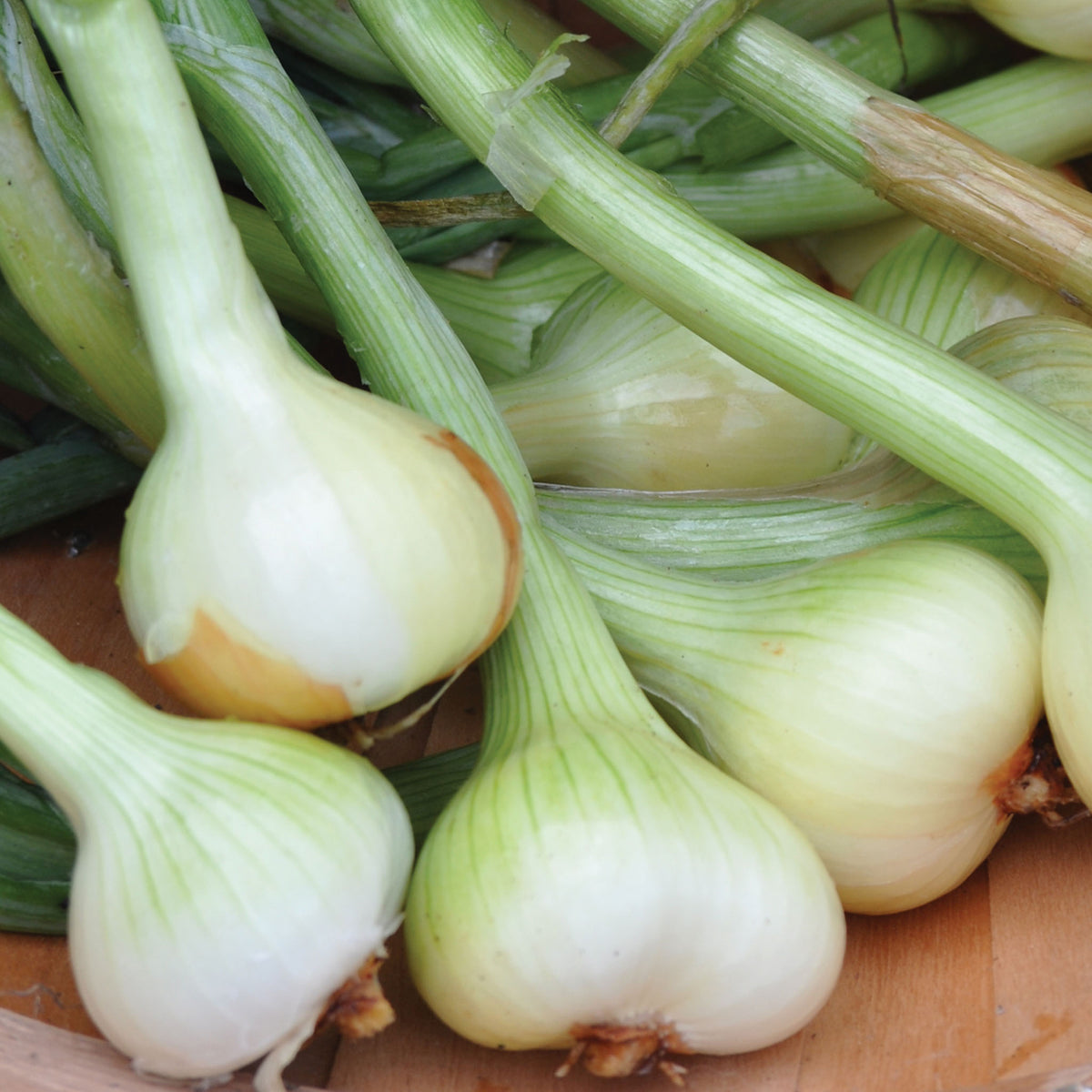 Dutch Yellow Shallots Bulbs